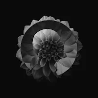 Amanati — Solo — обложка
